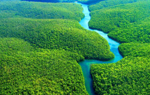 Conserve-our-rain-forests